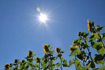 Sonne Himmel Sonnenblumen Leben Tagesimpuls (c) Petra Dirscherl/pixelio.de