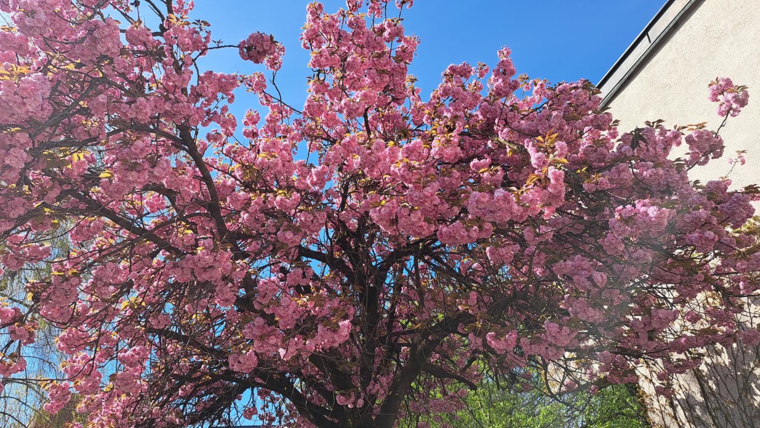 20260409_104227.jpg (c) Sr. Rosina Sallinger