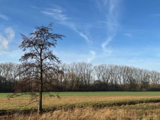 (c) Gabriela Wittwer