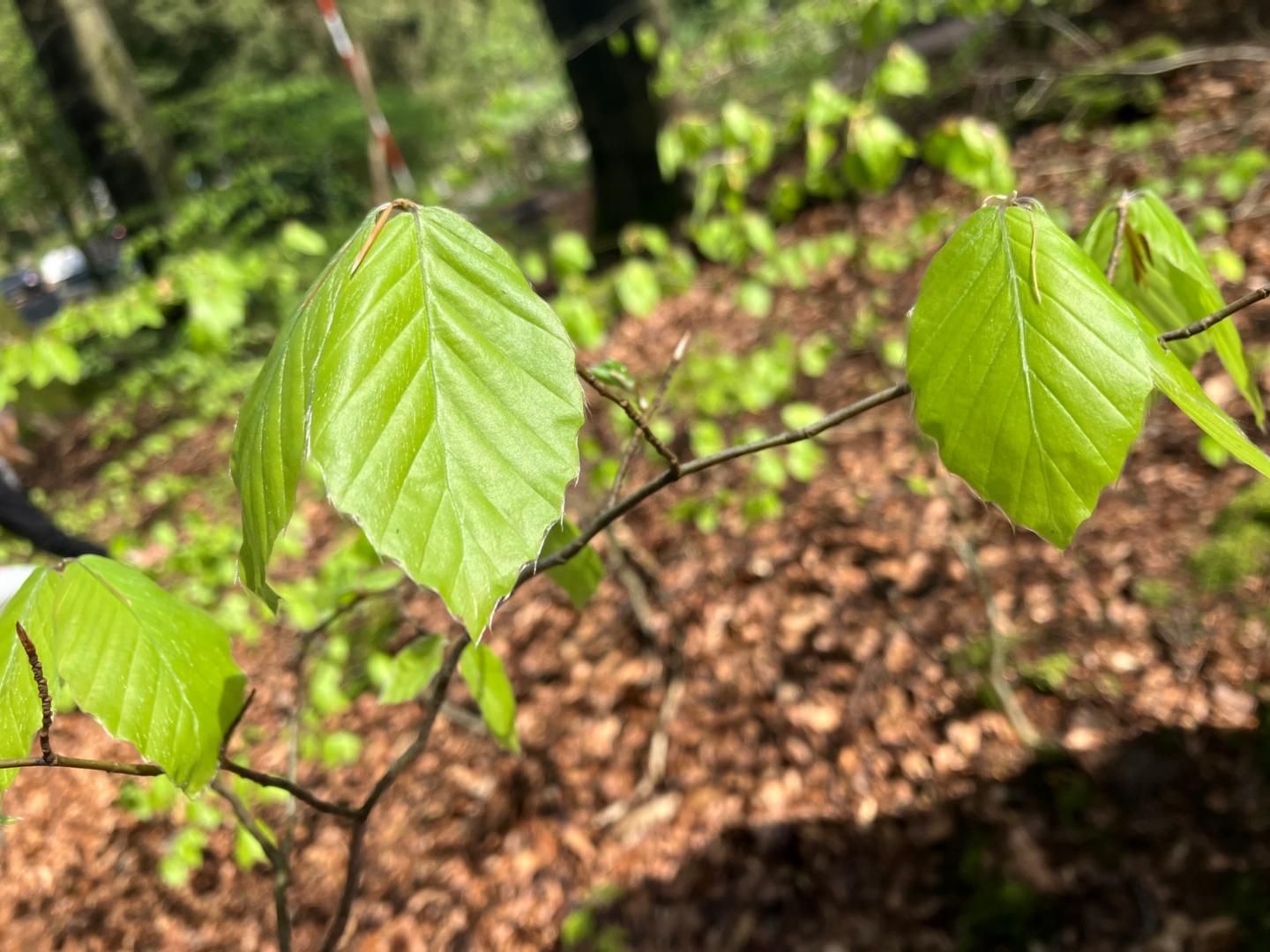 (c) Mechthild Hüsch