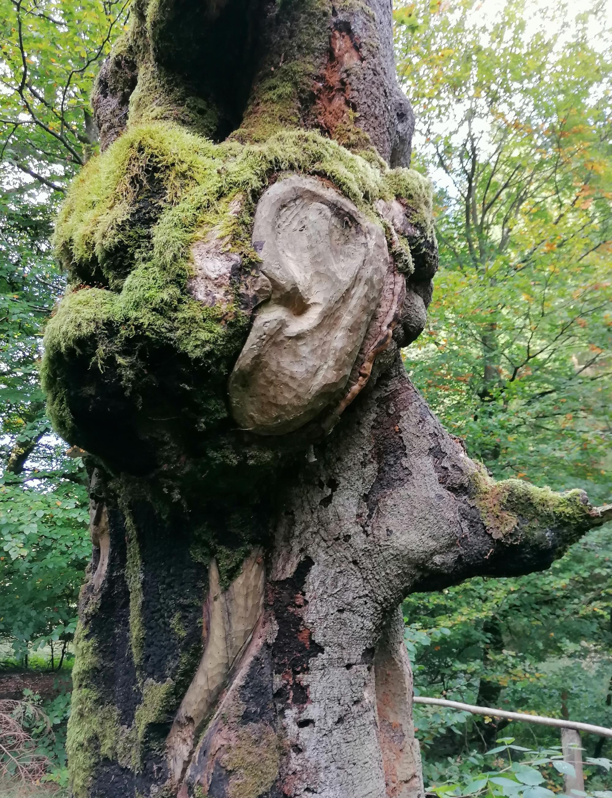 Baum mit Ohr-Symbol