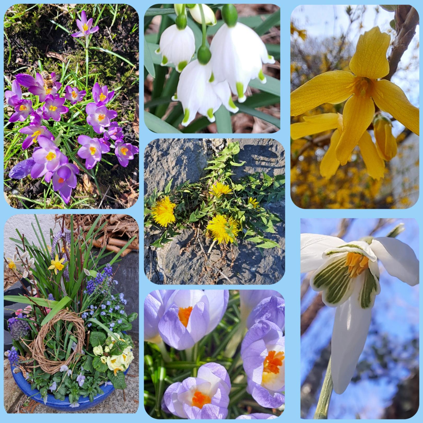 Collage Frühling (c) Beata Steffens-Tölke