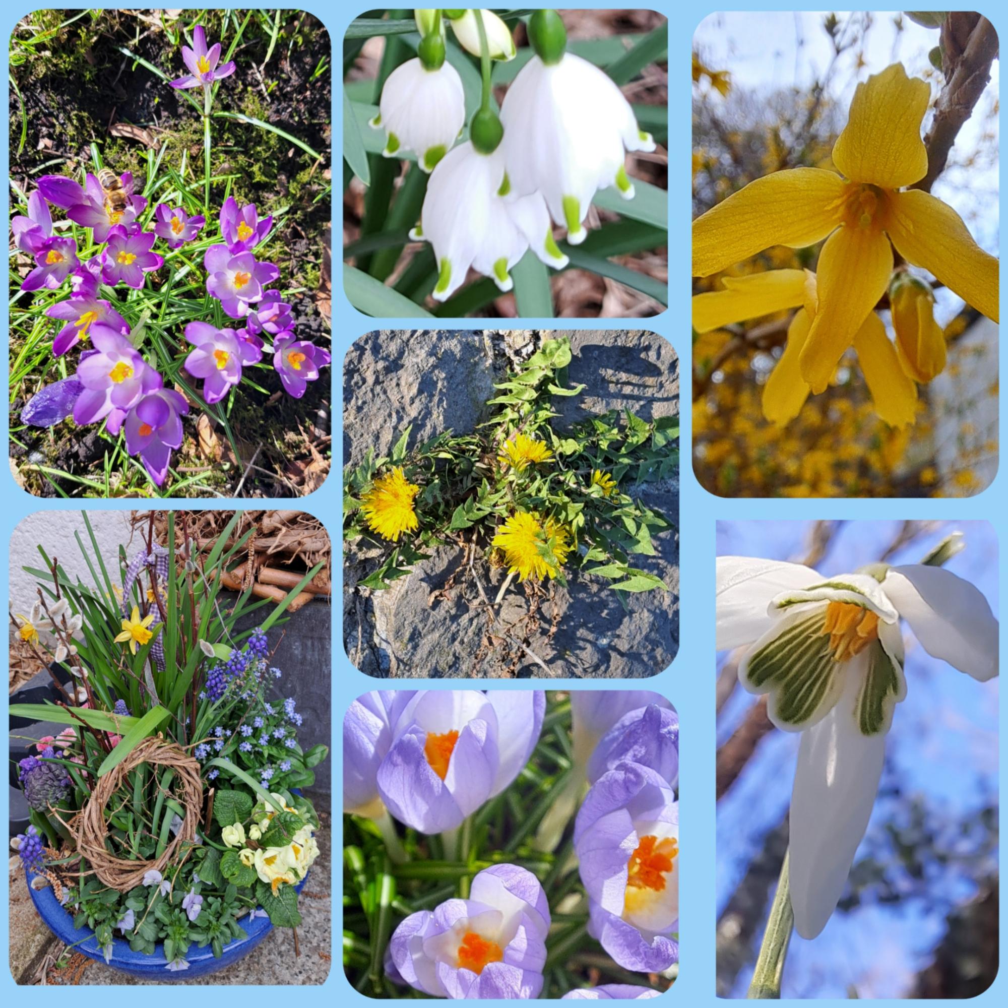 Collage Frühling