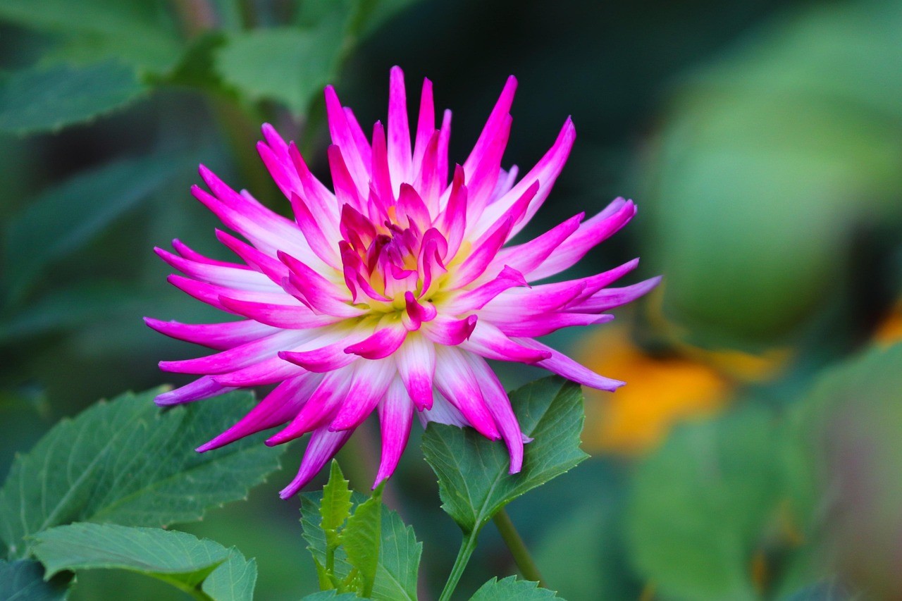 Dahlie Pixabay (c) Pixabay