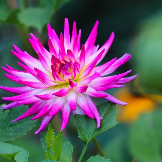 Dahlie Pixabay