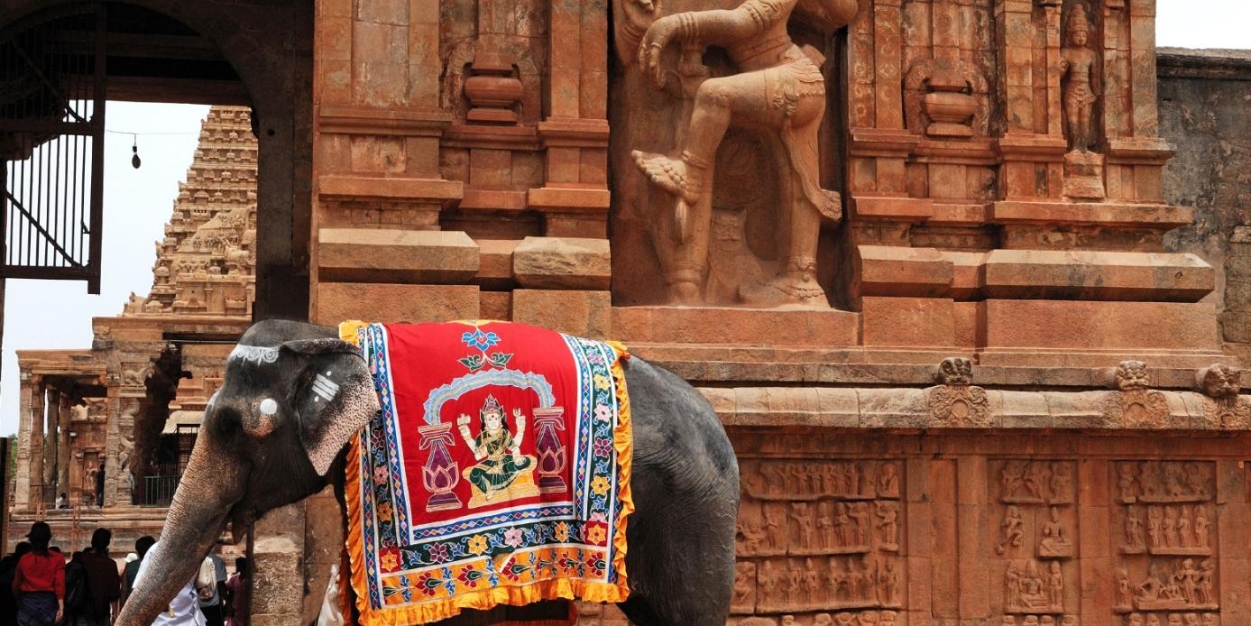 Elefant_Indien (c) Dr. Petra Bauer