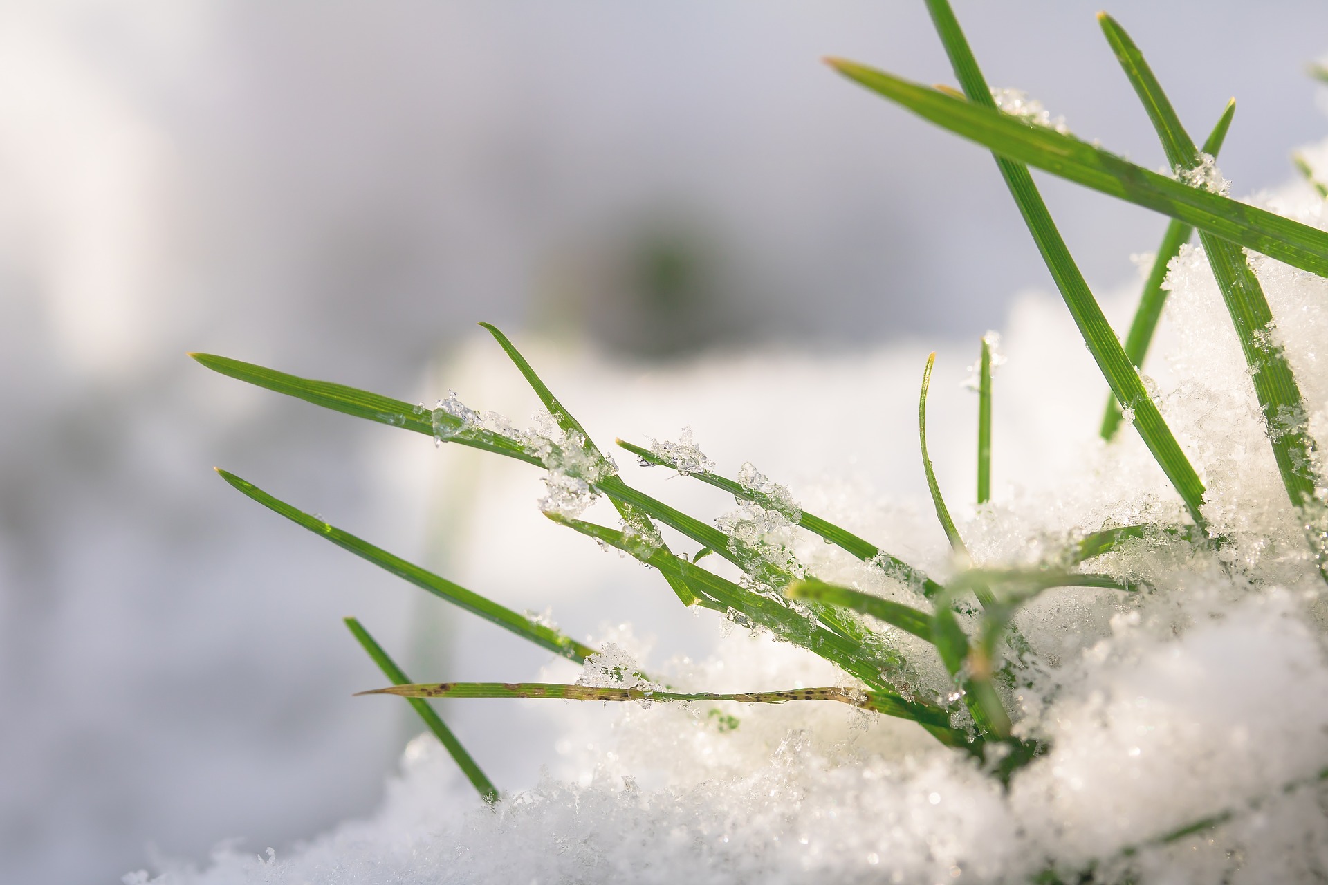 Gras im Schnee (c) pixabay.com