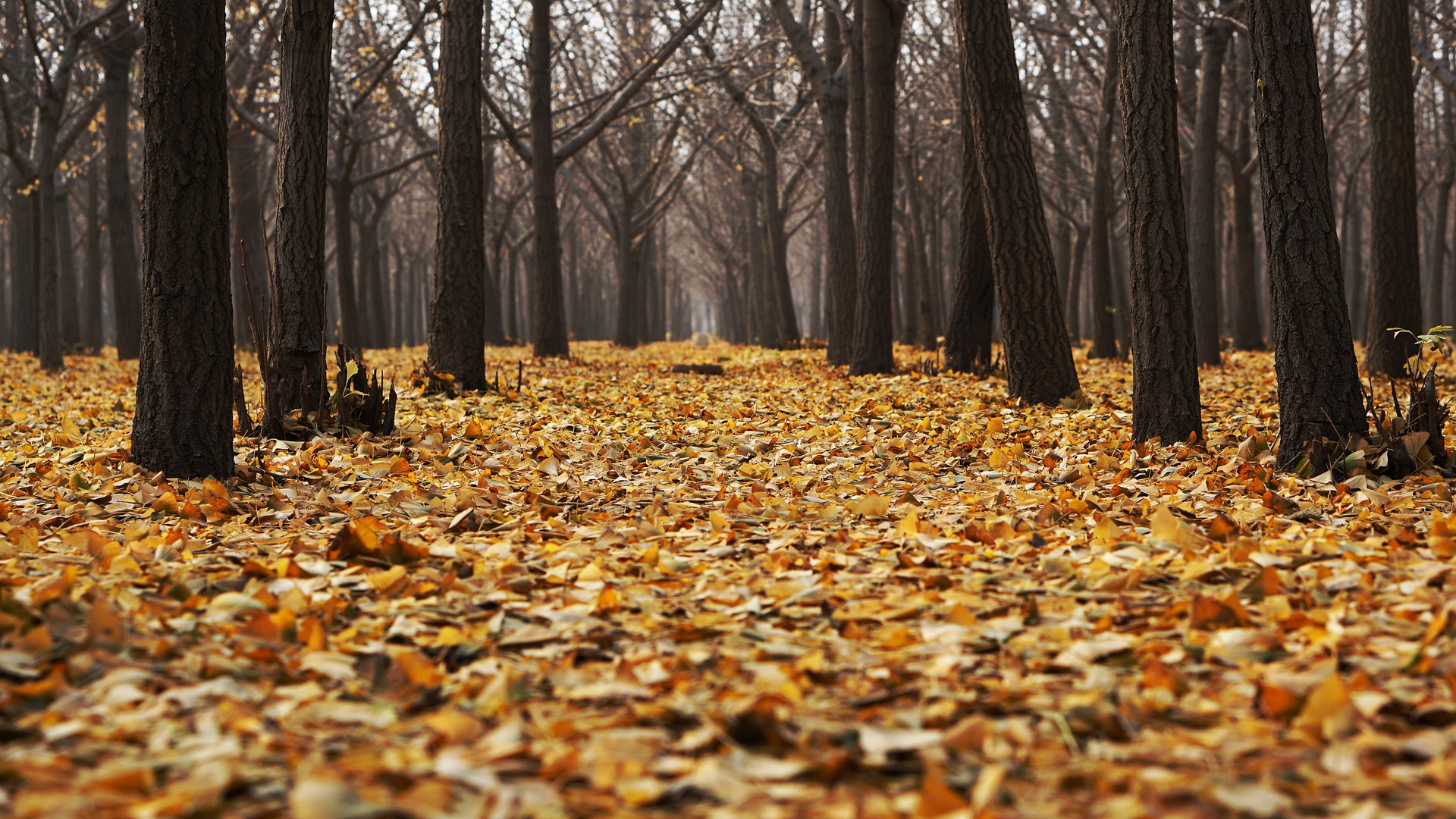 Herbst (c) pixabay.com