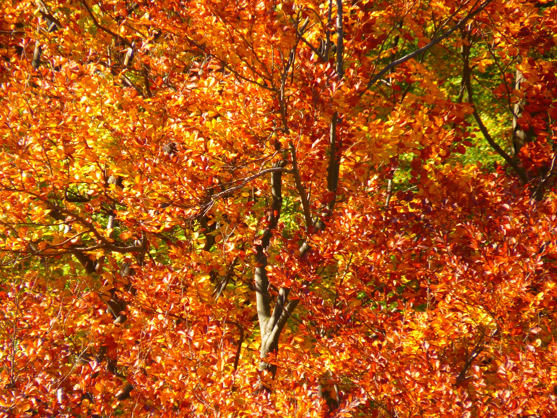 Herbstlaub (c) pixabay.com
