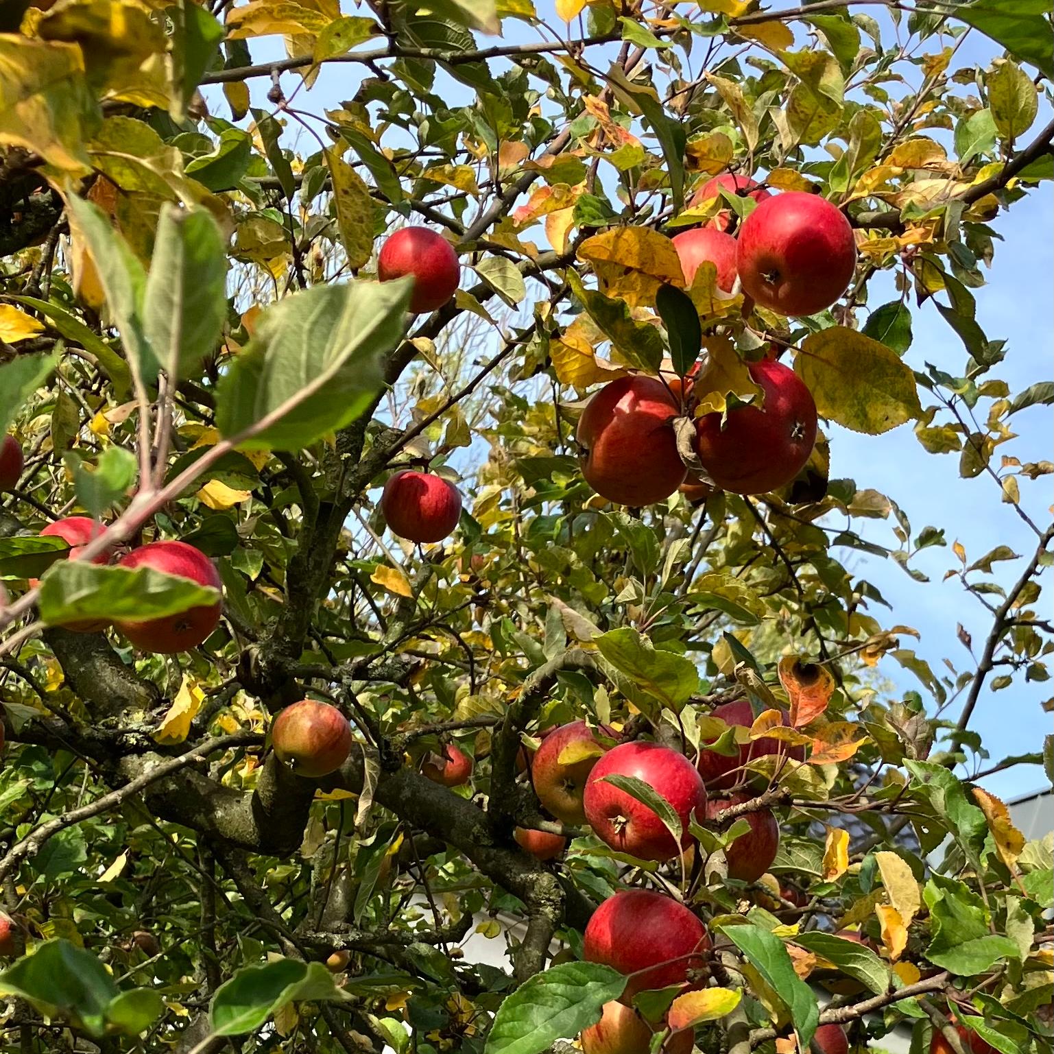 Hüsch0509