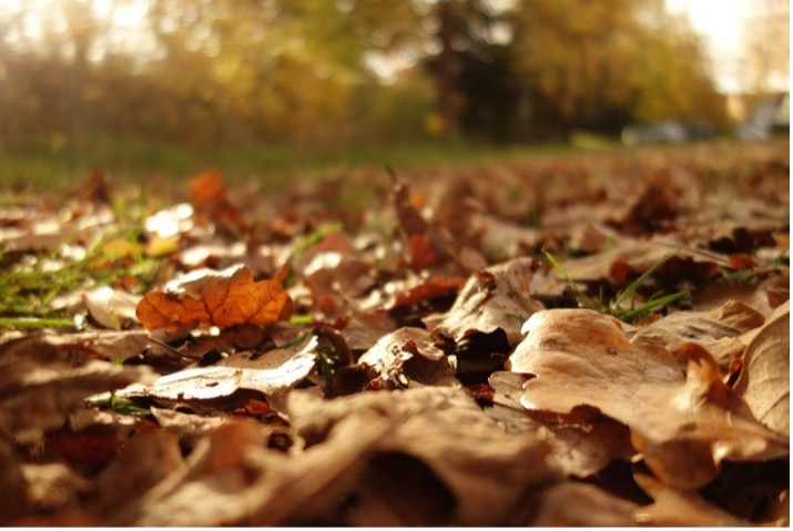 Raatschen2811 (c) pixabay