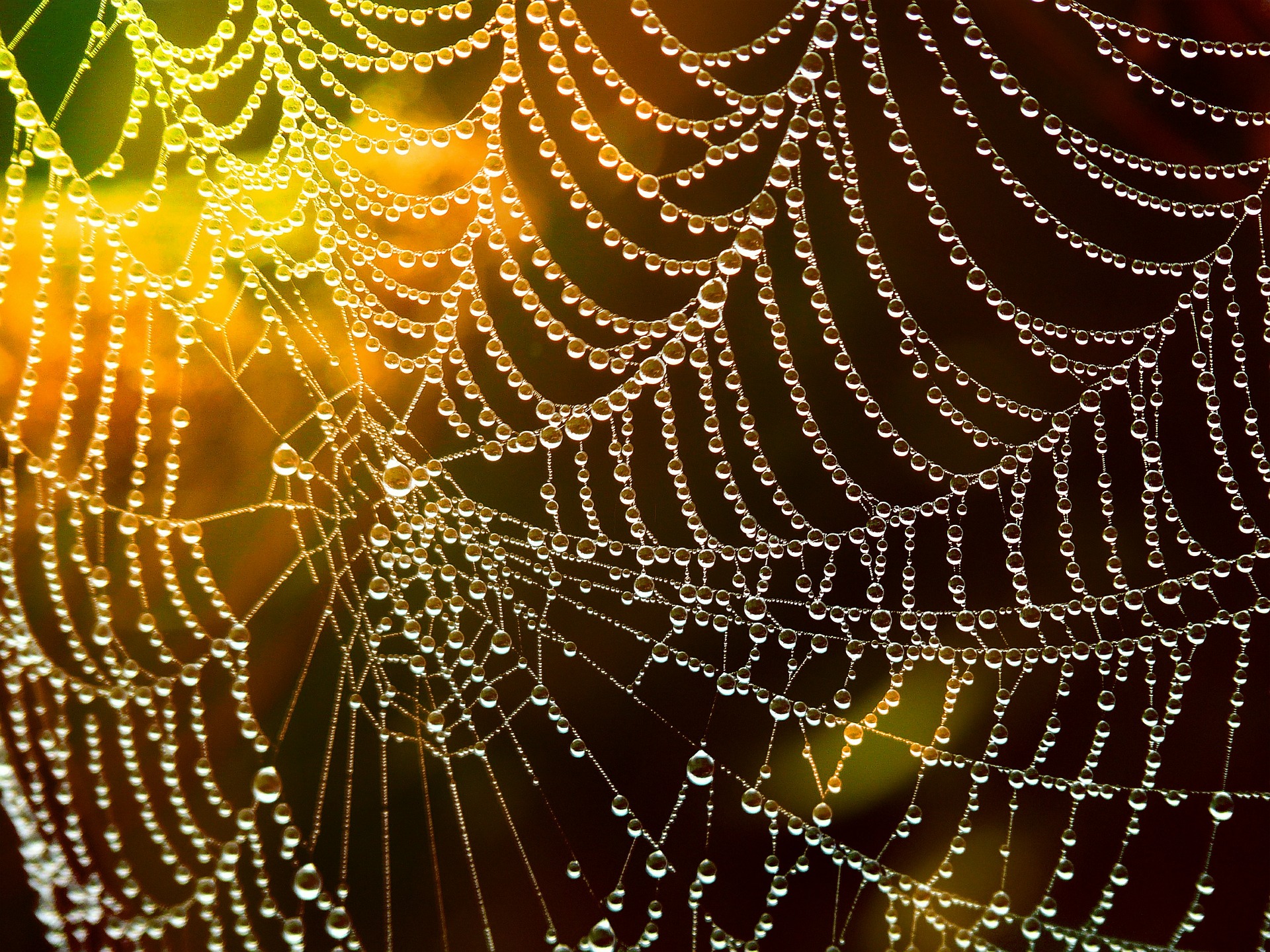 Spinnennetz (c) pixabay.com