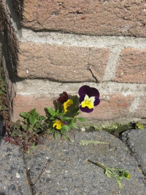 StiefmütterchenI.JPG (c) Schw. Juliane Maria Feithen SPSF