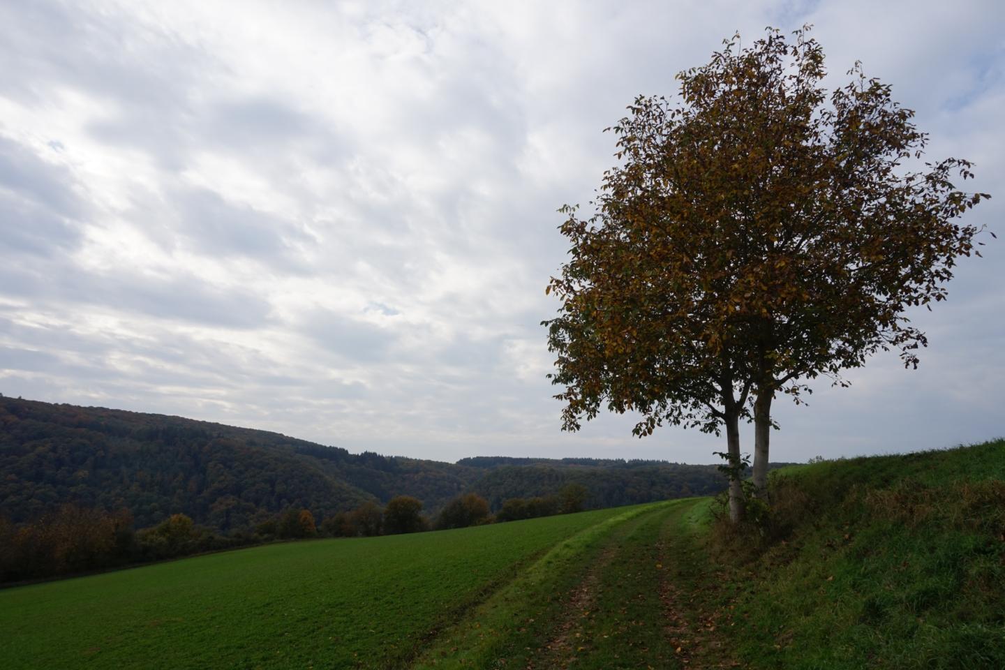 Das Senfkorn Pfarrei St. Gregor von Burtscheid