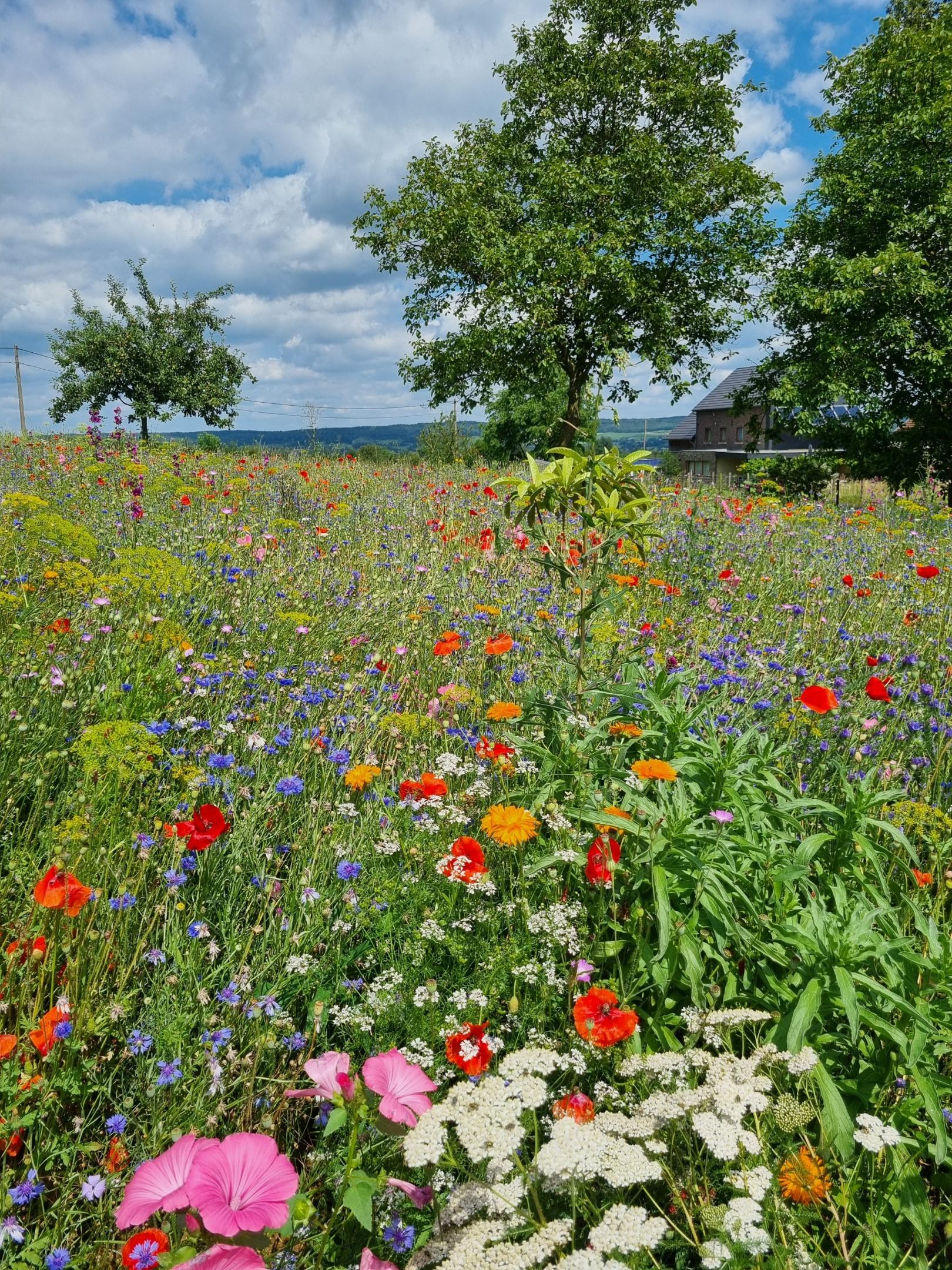 am Wegesrand (c) Sabine Raatschen