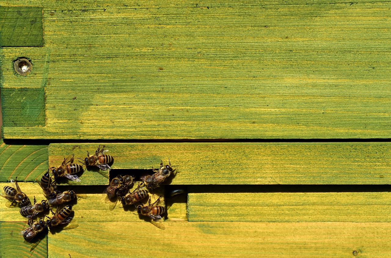 bees-3717962_1280 (c) pixabay