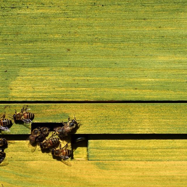 bees-3717962_1280