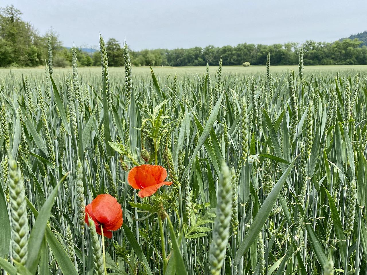 field-5210353_1280