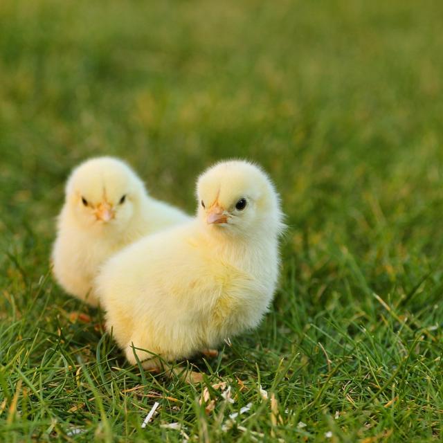 lolame-birds-5014150_1280