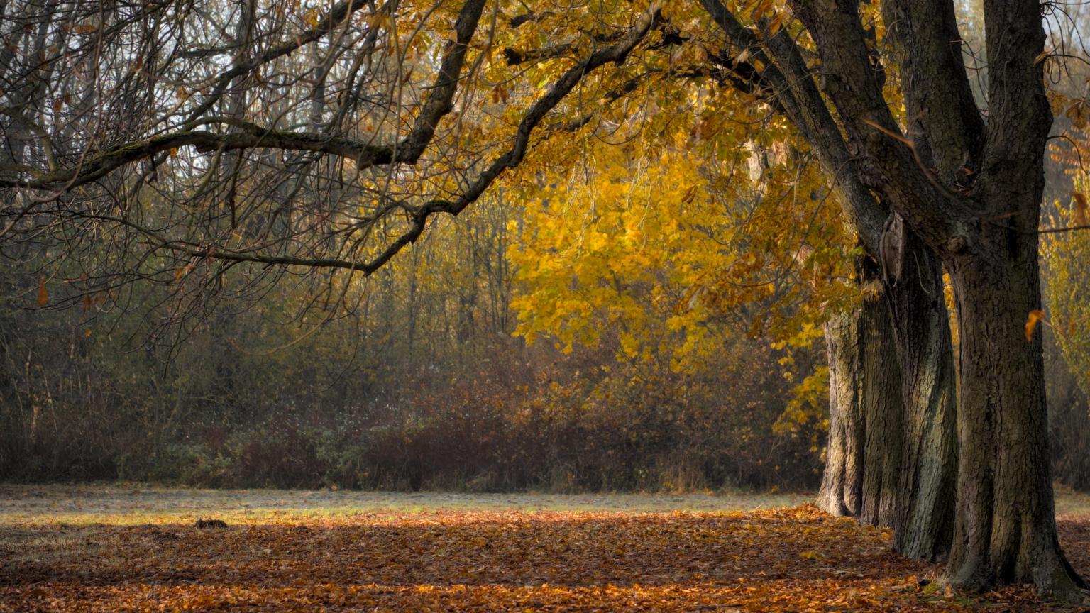 peggychoucair-trees-6855857 (c) Pixabay