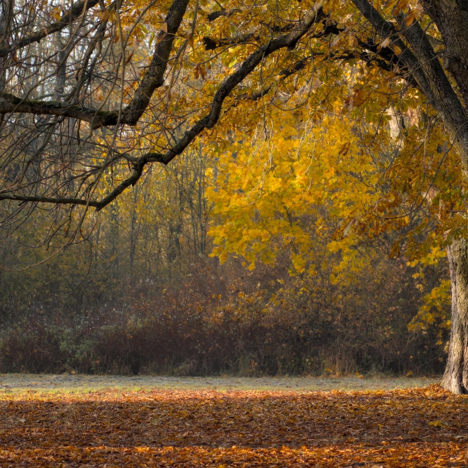 peggychoucair-trees-6855857