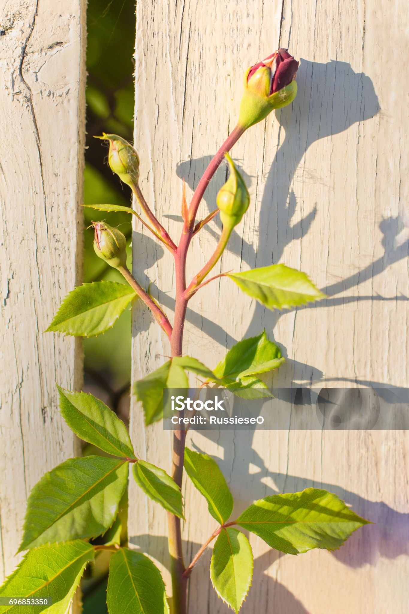 rankende Rose.jpg (c) iStock / Credit: RussieSeo