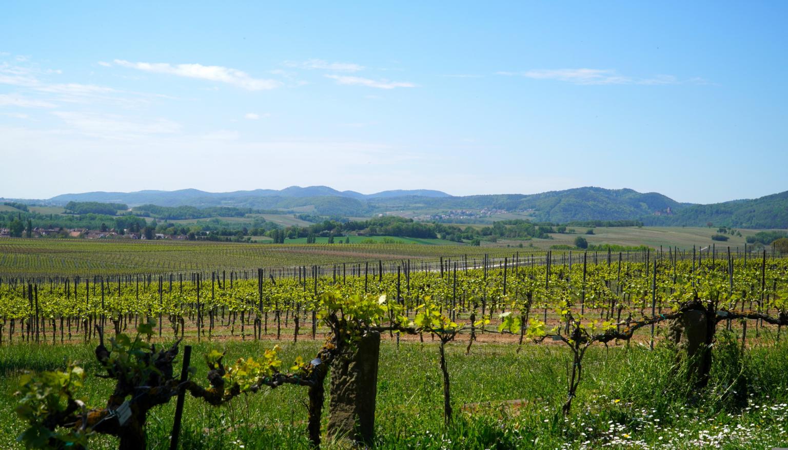 vineyards-5096681.jpg (c) Pixabay
