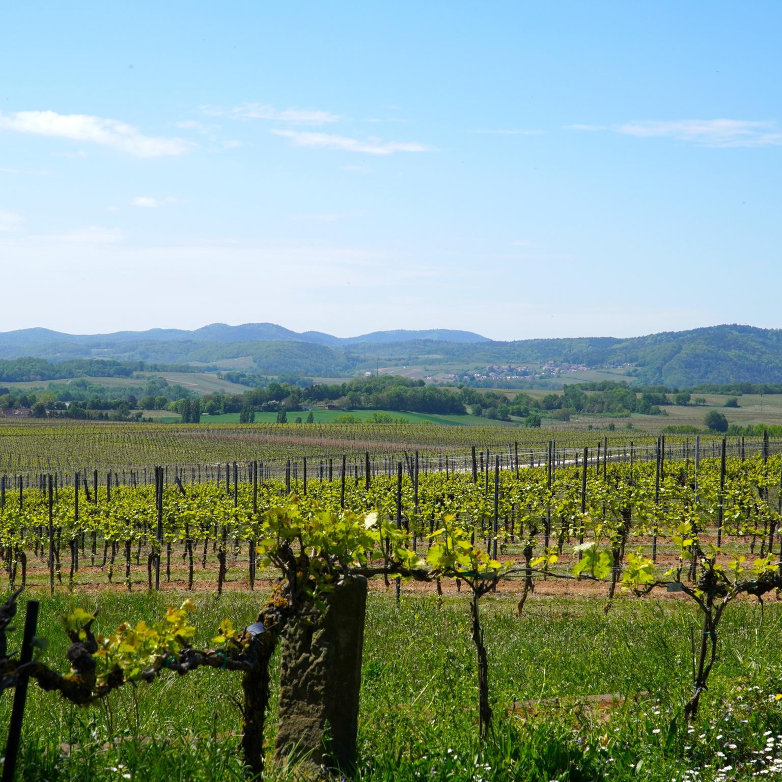 vineyards-5096681.jpg
