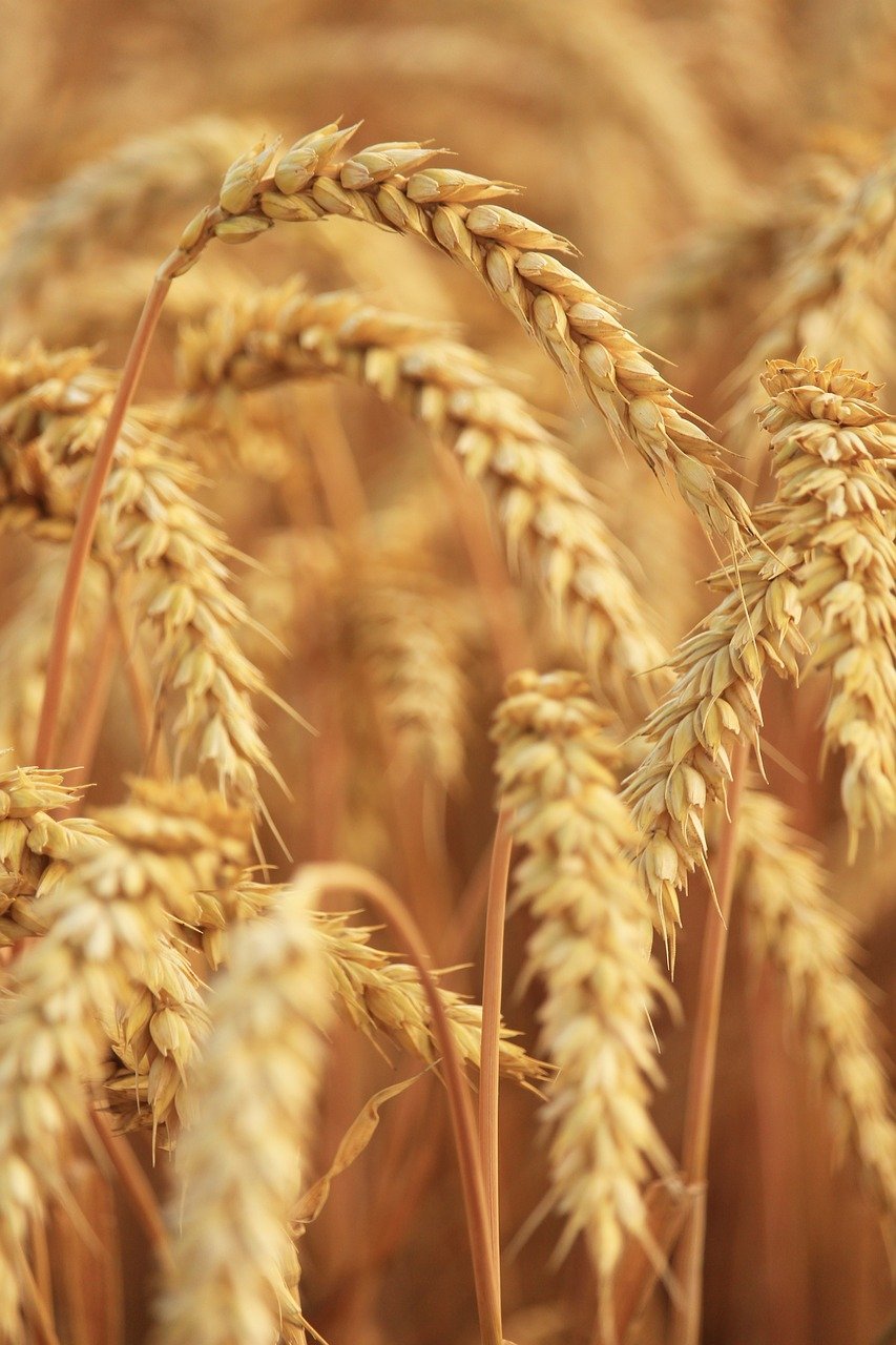 wheat-8154979_1280 (c) KRiemer/pixabay